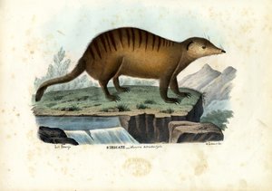 Suricata, 1863-79 de Raimundo Petraroja